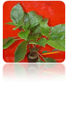 Nomaphilla cherry leaf